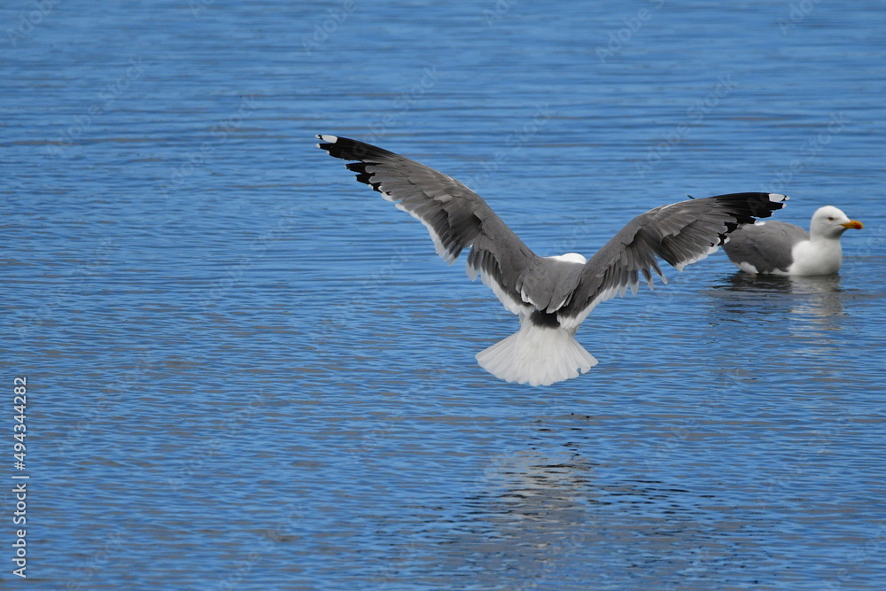 GAVIOTA PATIAMARILLA GAVIOTA PATIAMARILLA
