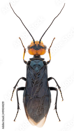 Acantholyda erythrocephala sawfly specimen photo