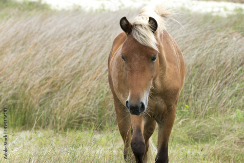 Closeup of a wild Shackleford mustang photo