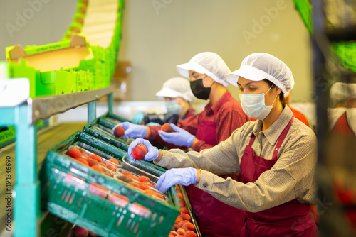 Three women in uniform and masks sorting peaches in sorting room