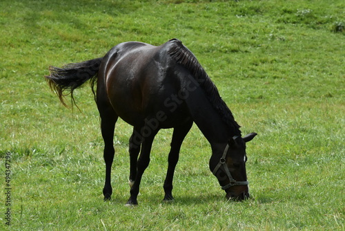 black horse grazing in lush green pasture photo