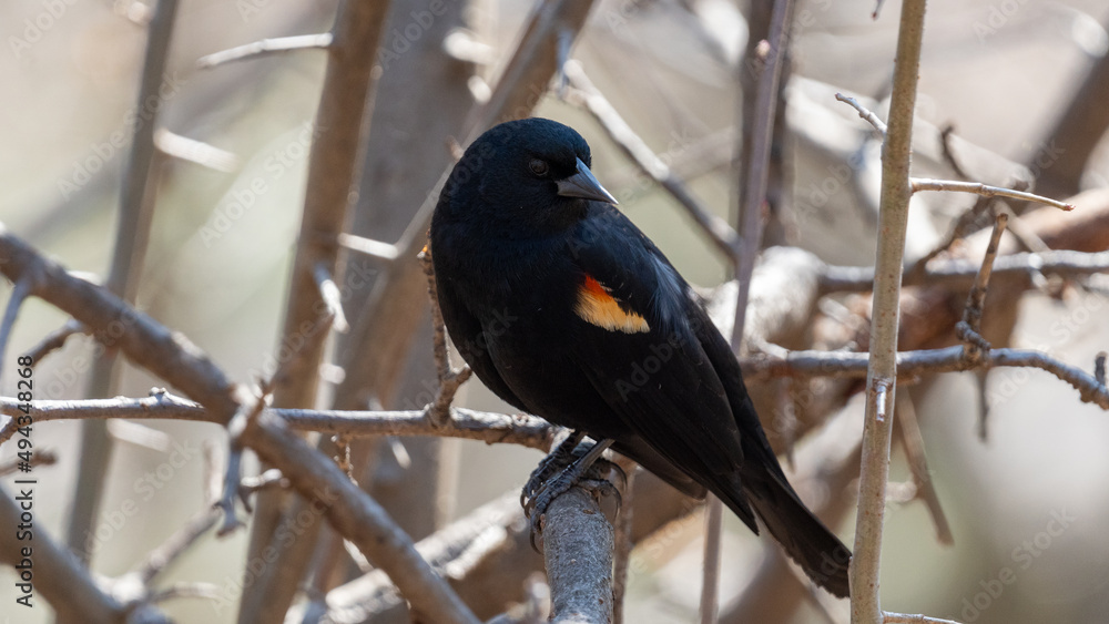 Red-winged blackbird on a branch Red-winged blackbird on a branch
