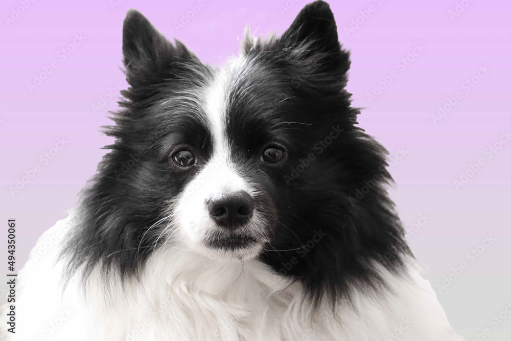 Fototapeta premium black and white spitz dog on pastel background