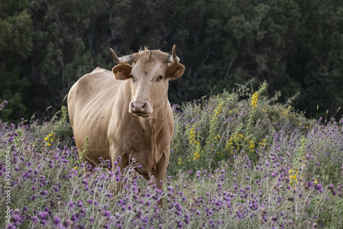 Extensive cattle ranching cow