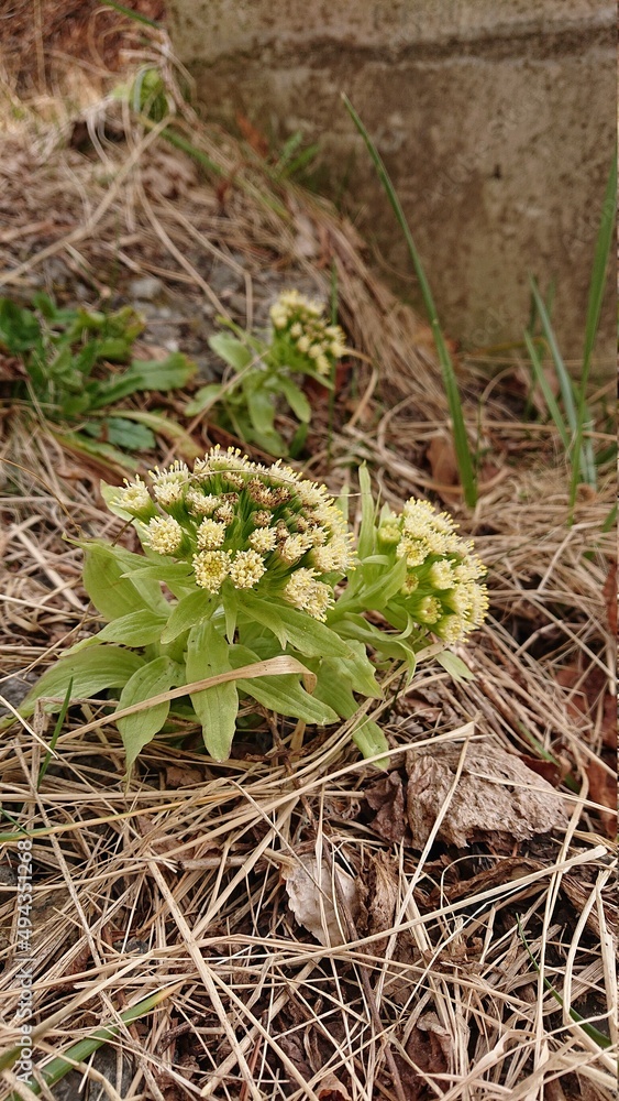 フキノトウ 蕗の薹 フキノトウ 蕗の薹
