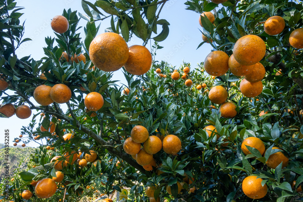 Many oranges and green leaves on an orange tree.