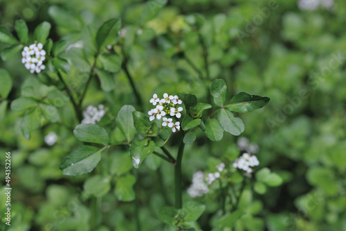 クレソンの花（北海道・鶴居村）
