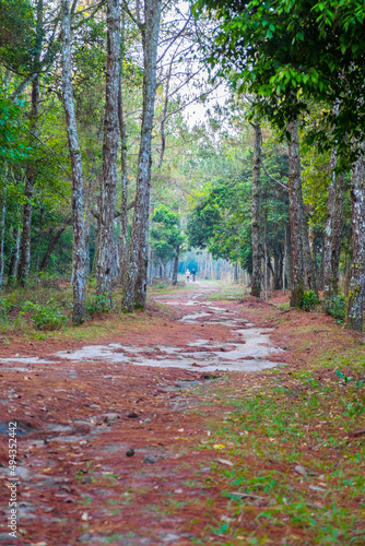 A forest road in a coniferous forest  001 photo