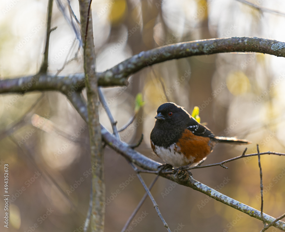 Spotted Towhee. Spotted Towhee bird perched on tree branch Spotted Towhee. Spotted Towhee bird perched on tree branch