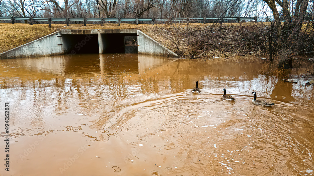 Naklejka premium Geese swimming on a flooded field