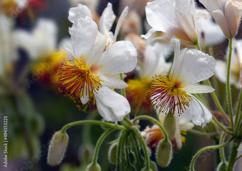 Obraz na plátne White flowers Sparmannia africana