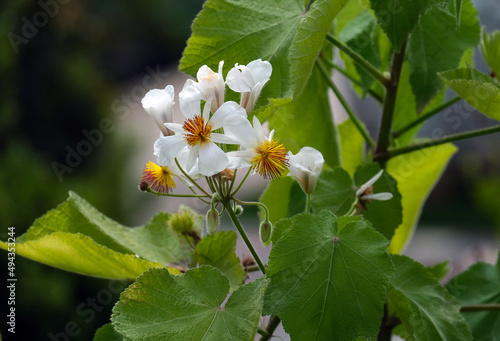 White flowers Sparmannia africana #494353244