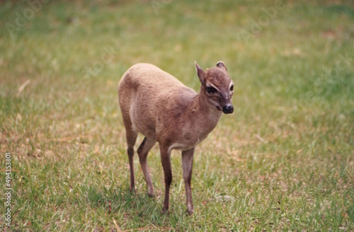 Pigmy antelope standing in short grass