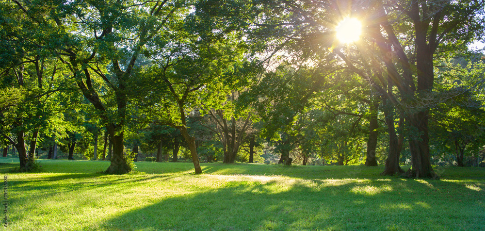 Fototapeta premium sunshine forest