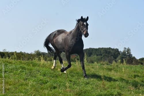 Billede på lærred large dark bay warmblood gelding running in the pasture
