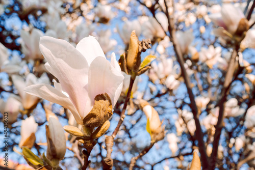 Beautiful magnolia tree blossoms in springtime. Jentle white magnolia flower against sunset light. Romantic floral background.. photo