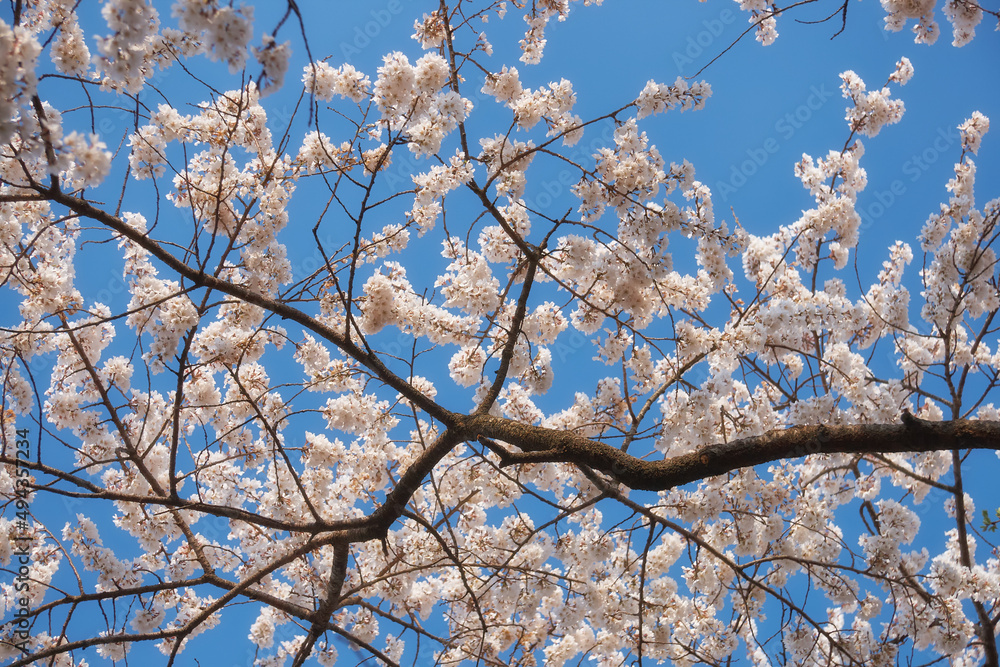White cherry sakura flowers on the blue sky background. Japan White cherry sakura flowers on the blue sky background. Japan