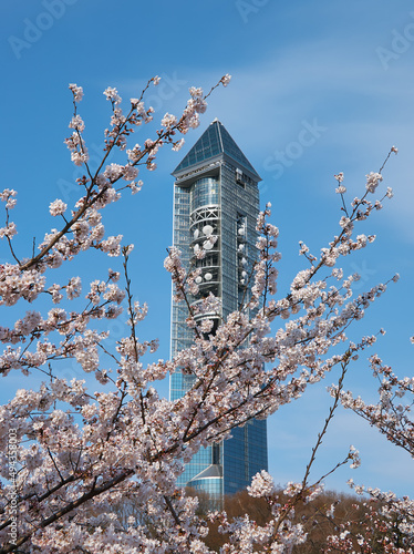 Higashiyama Sky Tower with the flowering sakura cherry trees on the foreground. Nagoya. Japan photo