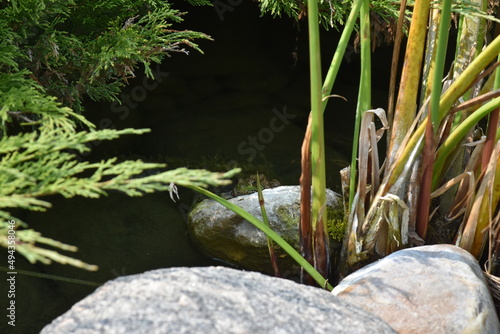 slimy green water frog on a large rock in a pond with greenery photo