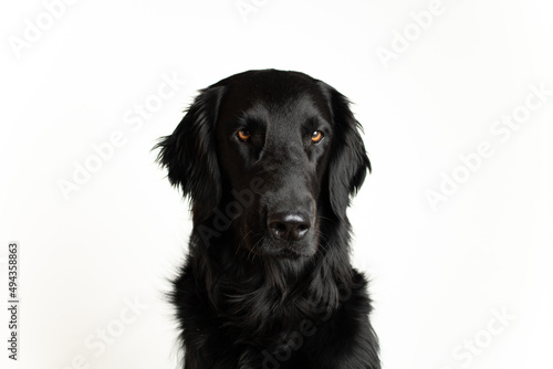 Flat-coated Retriever view of Dog Sitting on White Background Looking Directly at Viewer