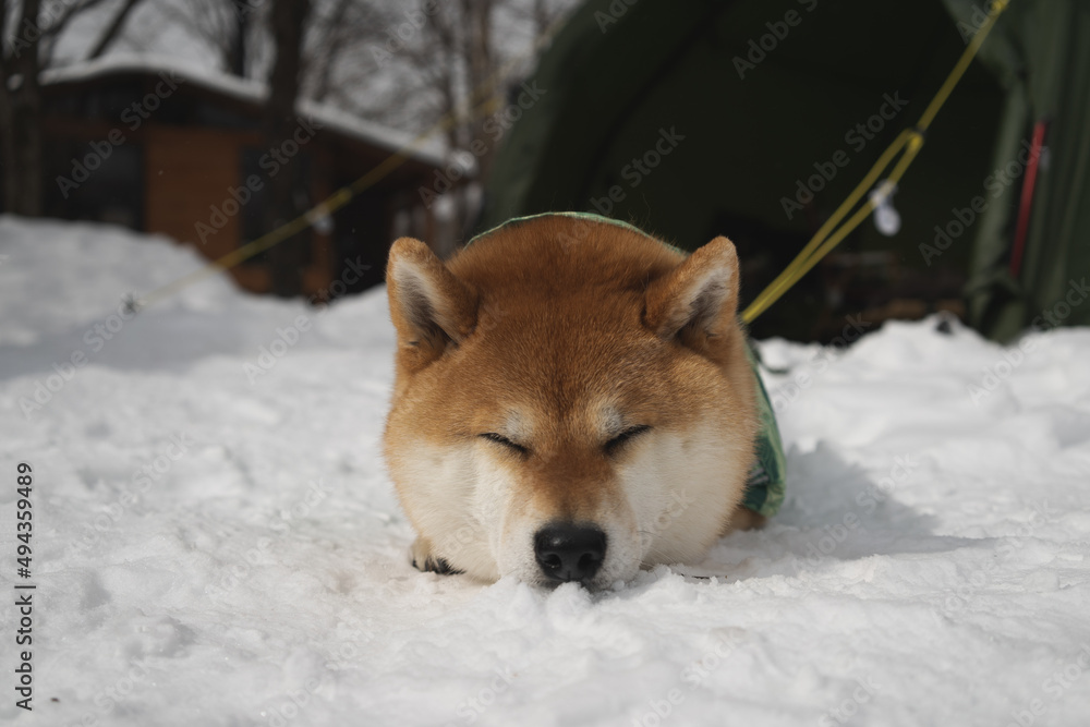 雪の上で寝る柴犬