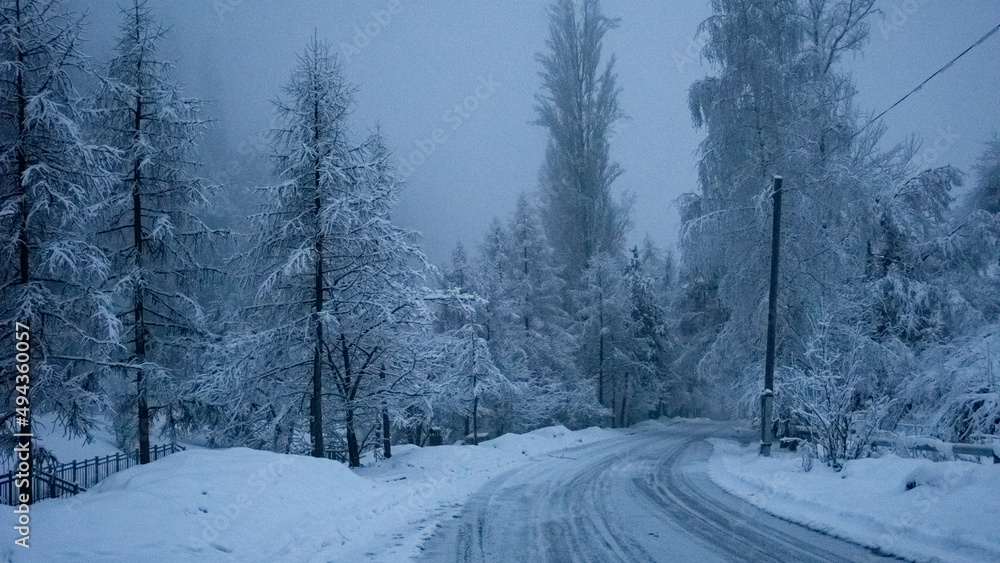 Obraz premium Snow trees in a mountain forest on a foggy morning