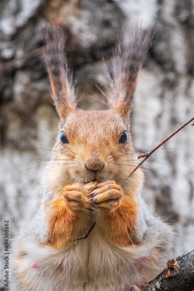 Fototapeta premium The squirrel with nut sits on a branches in the spring or summer. Portrait of the squirrel close-up