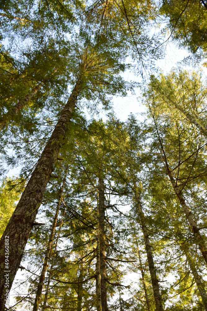 Fototapeta premium Sunlit trees in the forest looking up