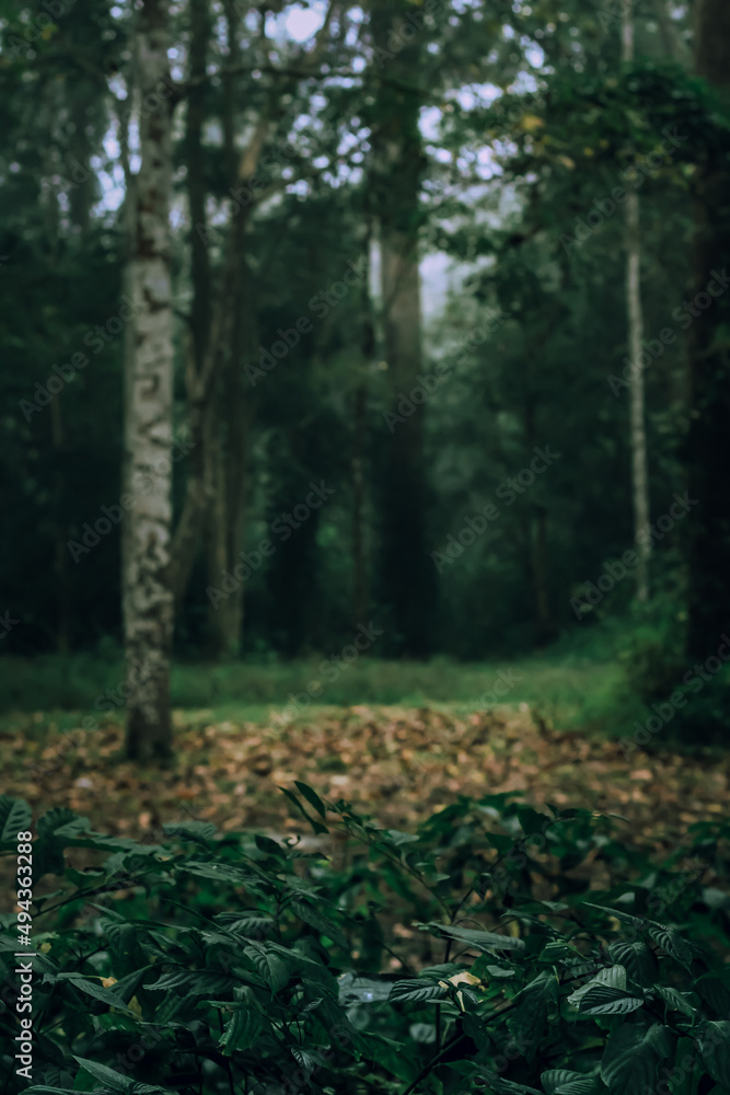 Blurred background in the morning rain forest and leaves in the foreground. Blurred background in the morning rain forest and leaves in the foreground.