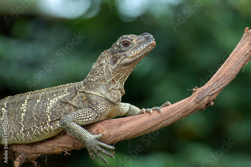 Rhineceros iguana on tree branch