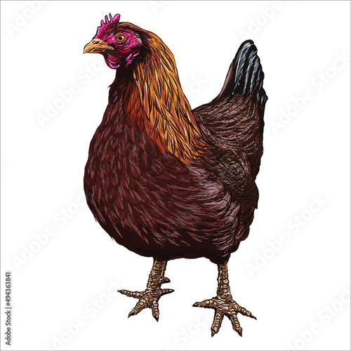 Hand-drawn chicken, hen. Poultry, broiler, farm animal. Vintage sketch vector illustration