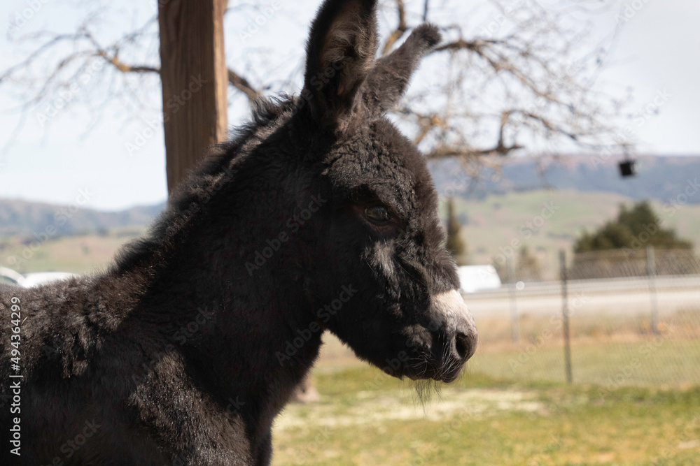 Fototapeta premium A baby donkey on a field