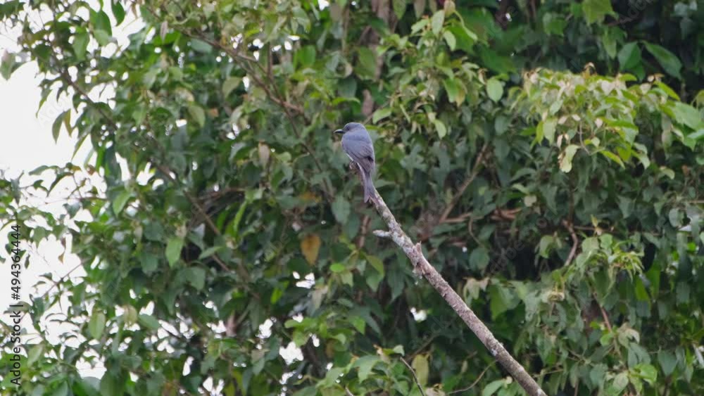 Perched on top of a broken branch then flies away, Ashy Drongo Dicrurus leucophaeus, Khao Yai National Park, Thailand. Perched on top of a broken branch then flies away, Ashy Drongo Dicrurus leucophaeus, Khao Yai National Park, Thailand.