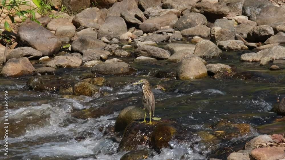 Looking to the left while standing on a rock in the middle of a rushing stream during a hot day, Chinese Pond Heron Ardeola bacchus, Huai Kha Kaeng, Thailand. Looking to the left while standing on a rock in the middle of a rushing stream during a hot day, Chinese Pond Heron Ardeola bacchus, Huai Kha Kaeng, Thailand.