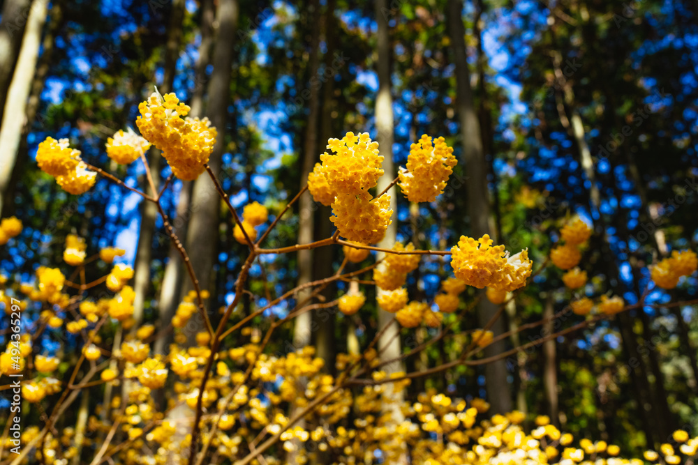 Obraz premium 西方寺のミツマタ