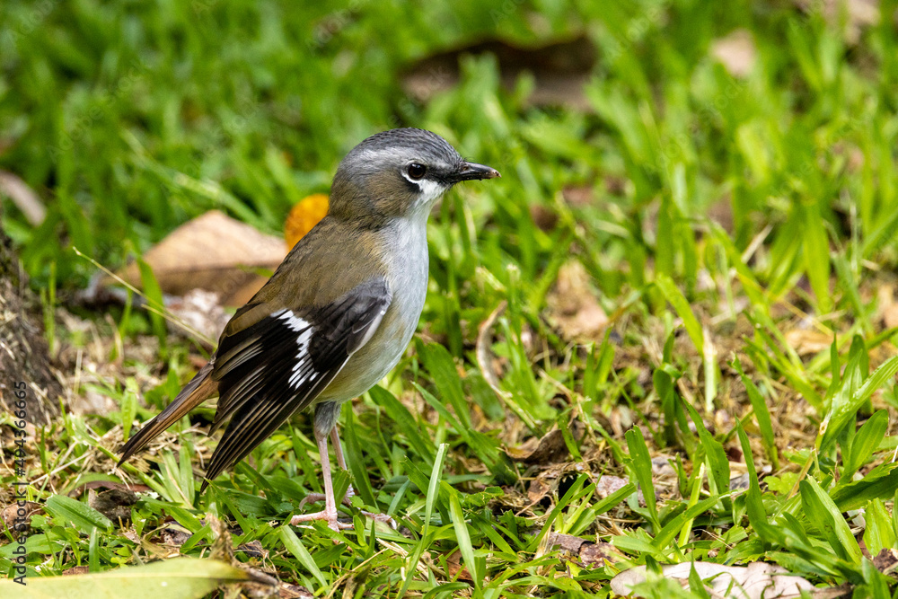 Obraz premium Grey-headed Robin in Queensland Australia