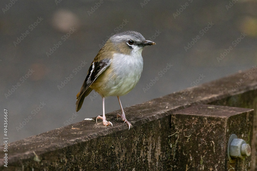 Fototapeta premium Grey-headed Robin in Queensland Australia