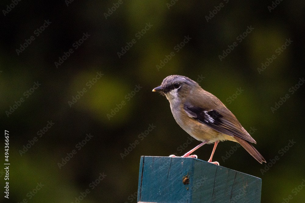 Fototapeta premium Grey-headed Robin in Queensland Australia