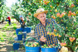 Portrait of positive young adult man harvesting pears, working with group of farmers at fruit garden