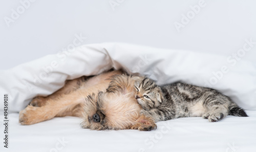 Cute Brussels Griffon puppy and tiny kitten sleep under warm blanket on a bed at home