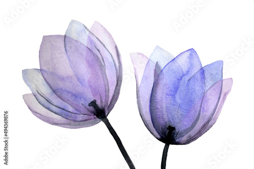 Blue translucent tulip watercolor flower. Hand painted aquarell element.