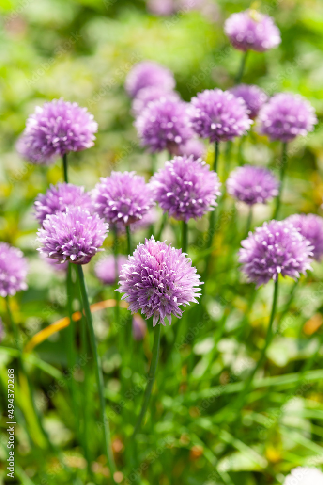 Fototapeta premium チャイブの花咲く