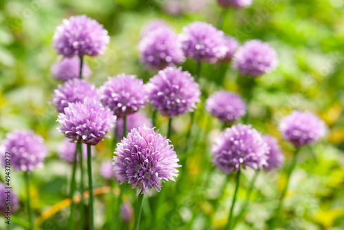 チャイブの花