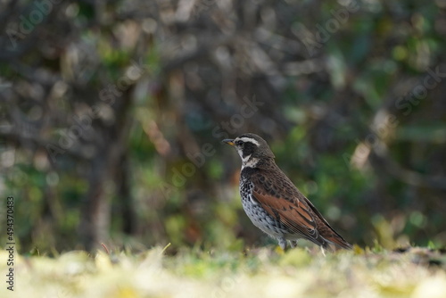 dusky thrush in the forest