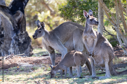 Kangaroo family mob, boomer, doe and joey