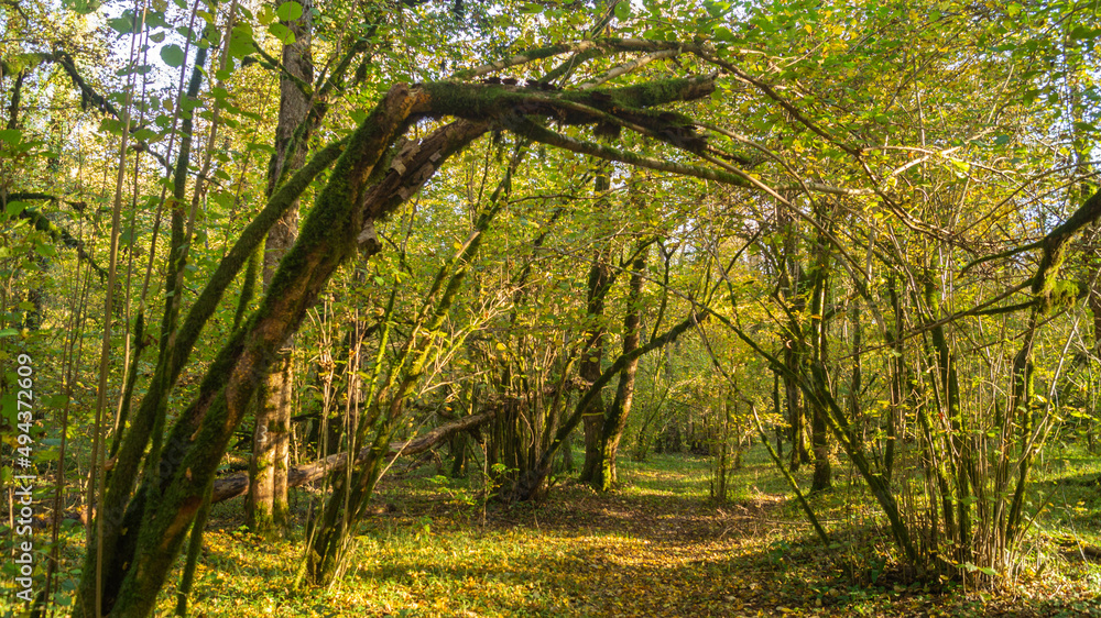 Fototapeta premium In nature, branches of trees with young foliage and shrubs form an arch