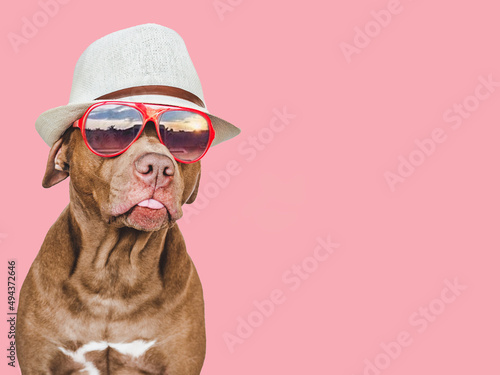 Lovable, pretty puppy brown color, sun hat and sunglasses. Travel preparation and planning. Close-up, indoors. Studio photo, isolated background. Concept of recreation, travel and tourism. Pets care