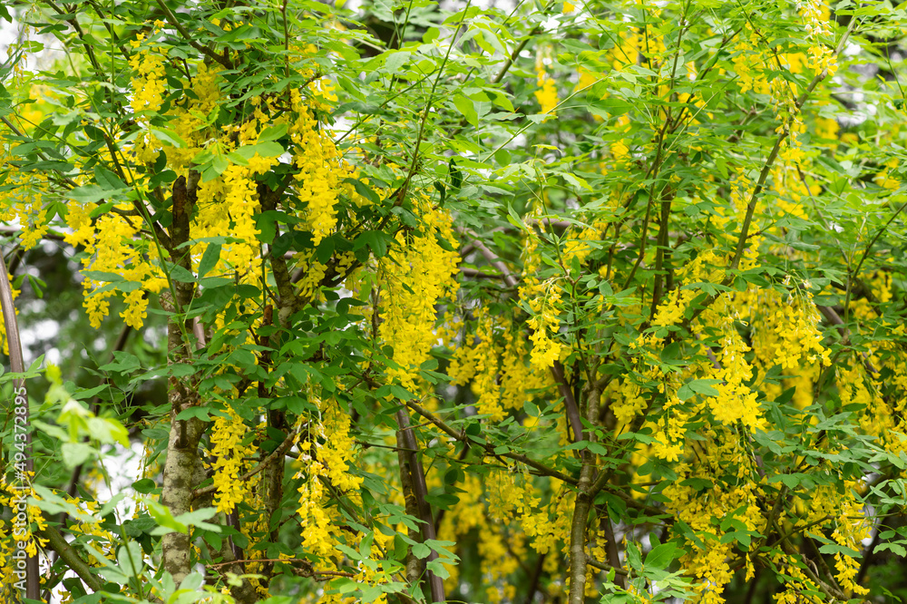 Fototapeta premium 満開のキングサリ