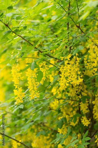 黄色のキングサリの花