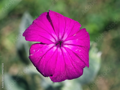 Pink lychnis coronaria in the sun photo